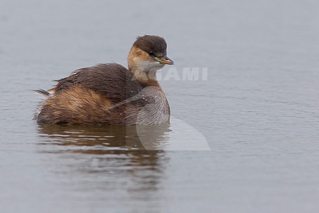 Dodaars, Little Grebe; stock-image by Agami/Daniele Occhiato,