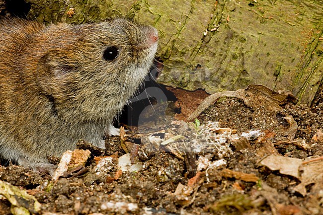 Aardmuis op de bosbodem; Field Vole on the forest floor stock-image by Agami/Theo Douma,