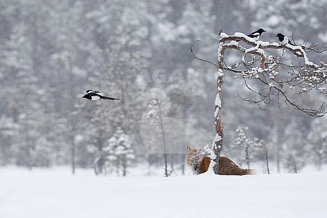 Ekster; Magpie; Pica pica stock-image by Agami/Chris van Rijswijk,