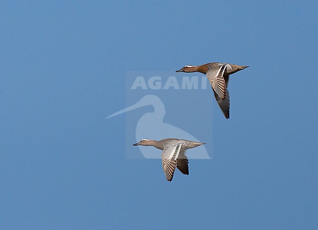 Two adult male Garganey's (Anas querquedula) flying against a blue sky during spring in The Netherlands. stock-image by Agami/Edwin Winkel,