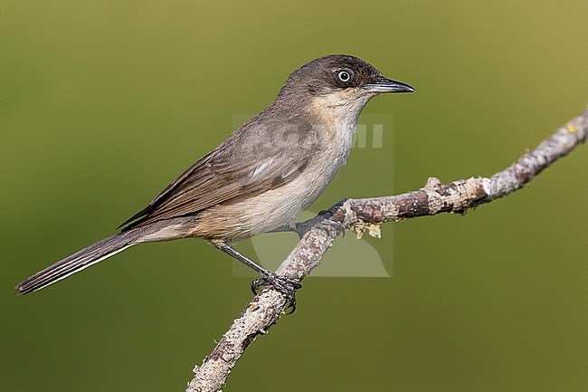 Volwassen Westelijke Orpheusgrasmus; Adult Western Orphean Warbler stock-image by Agami/Daniele Occhiato,