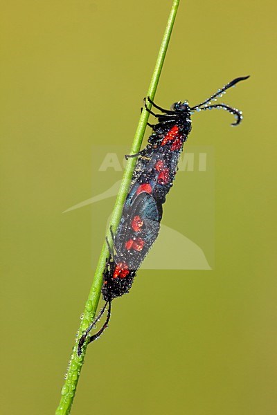 Sint-jansvlinder in de vegetatie; Six-spot Burnet in the vegetation stock-image by Agami/Theo Douma,