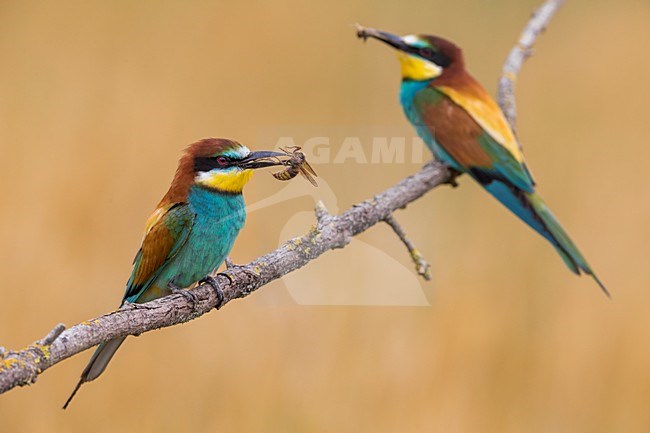 Bijeneter met prooi, European Bee-eater with prey stock-image by Agami/Daniele Occhiato,