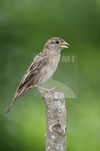 Adult female
Harris Co., TX
September 2014 stock-image by Agami/Brian E Small,