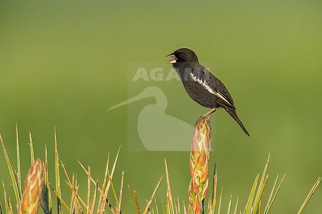 Adult male breeding
Weld Co., CO
June 2023 stock-image by Agami/Brian E Small,