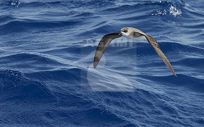 Desertas Petrel (Pterodroma deserta) Madeira Portugal August 2012 stock-image by Agami/Markus Varesvuo,