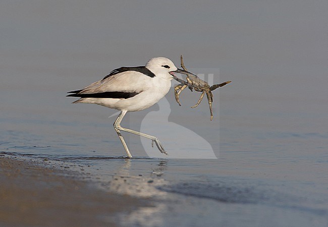 Crab Plover, Krabplevier, Dromas ardeola stock-image by Agami/Arie Ouwerkerk,