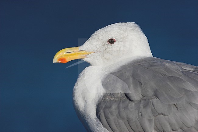 Glaucous-winged Gull (Larus glaucescens) in Victoria, BC, Canada. stock-image by Agami/Glenn Bartley,