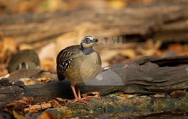 Bar-backed Partridge (Arborophila brunneopectus) at water hole in Kaeng Krachan Nationalpark, Thailand stock-image by Agami/Helge Sorensen,