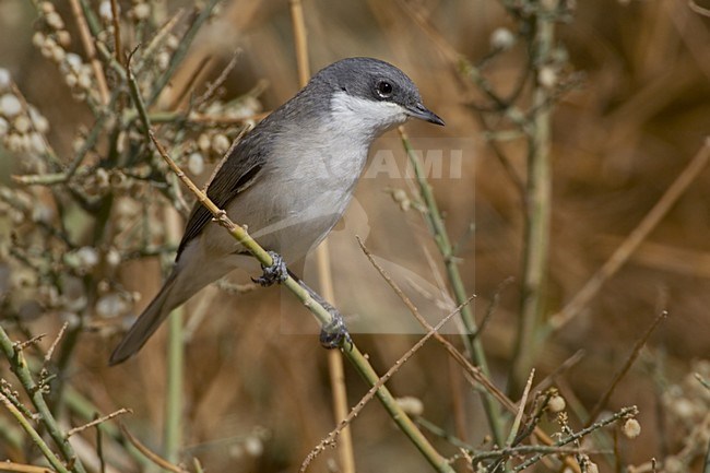 Lesser Whitethroat perched on branch; Braamsluiper zittend op tak stock-image by Agami/Daniele Occhiato,