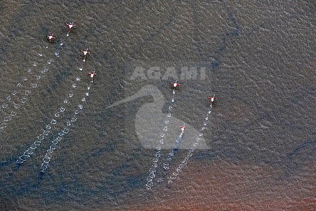 Greater Flamingo, Europese Flamingo, Phoenicopterus roseus stock-image by Agami/Oscar Díez,