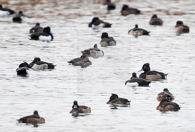 Hybrid Tufted Duck x Ferruginous Duck (Aythya fuligula x nyroca), Germany, adult male swimming between other ducks. stock-image by Agami/Ralph Martin,