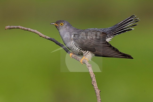 Common Cuckoo (Cuculus canorus) in Italy. stock-image by Agami/Daniele Occhiato,