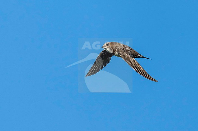 Alpine Swift (Tachymarptis melba) flying agains blue sky in Switzerland. stock-image by Agami/Marcel Burkhardt,