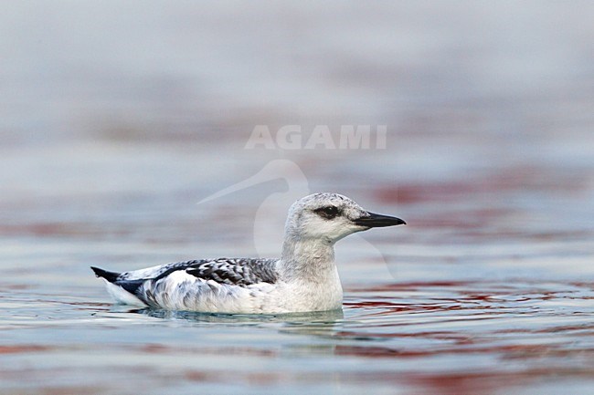 Zwarte Zeekoet, Black Guillemot, Cepphus grylle arcticus stock-image by Agami/Hugh Harrop,