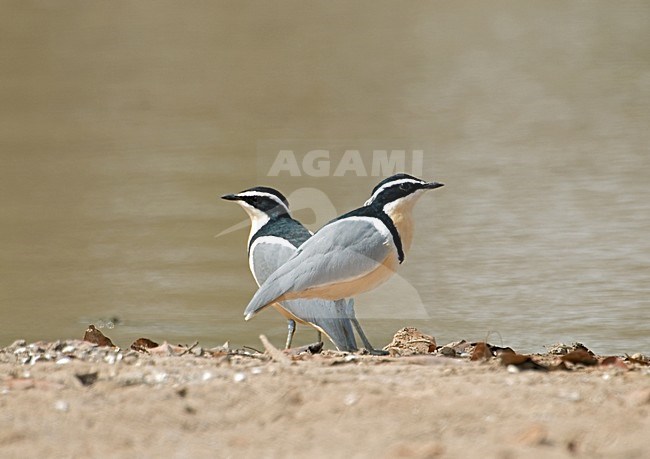 Egyptian Plover; Krokodilwachter stock-image by Agami/Roy de Haas,