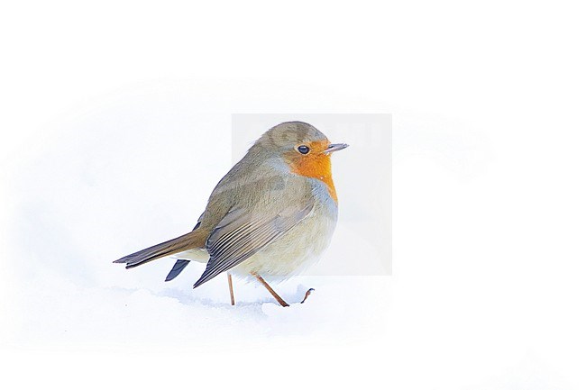 European Robin (Erithacus rubecula) perched in the snow in an urban backyard in the Netherlands during a cold period in winter. stock-image by Agami/Arnold Meijer,
