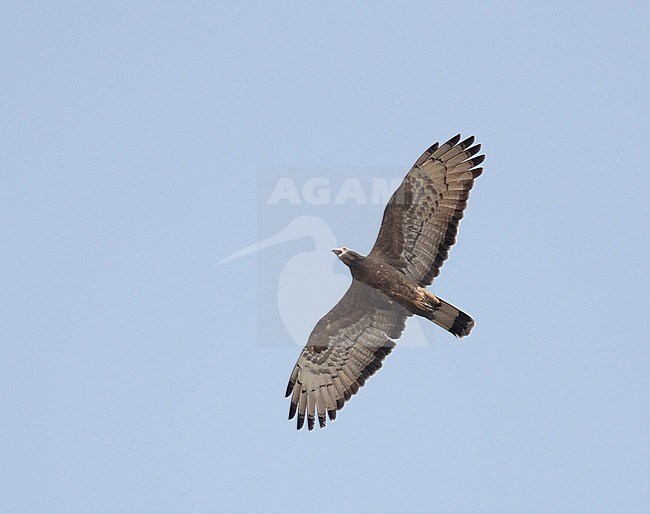 Oriental Honey-buzzard (Pernis ptilorhynchus) flying against a blue sky in Asia. stock-image by Agami/Laurens Steijn,