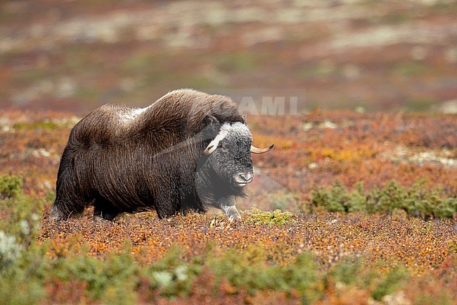 Young male Muskox (Ovibos moschatus) in the Dovrefjell in Norway. An Arctic hoofed mammal of the family Bovidae introduced in parts of Scandinavia. stock-image by Agami/Alain Ghignone,