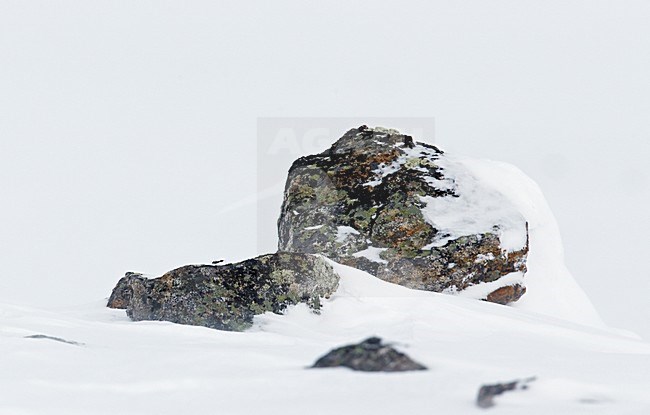 Alpensneeuwhoen in de sneeuw, Rock Ptarmigan in the snow stock-image by Agami/Markus Varesvuo,