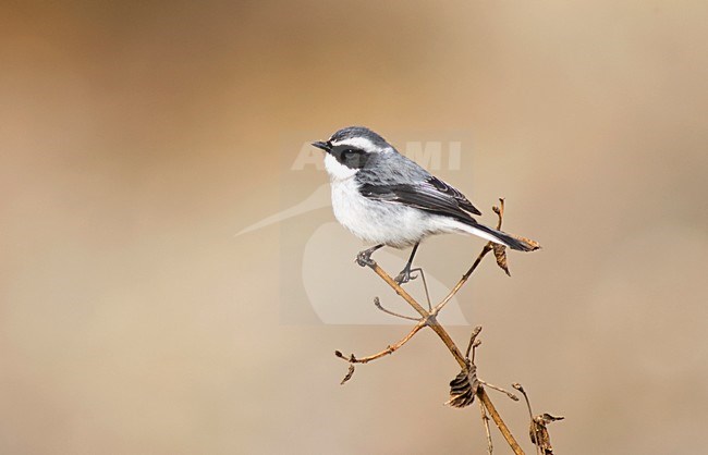 Male Grey Bush Chat, Saxicola ferreus, perched. stock-image by Agami/Marc Guyt,