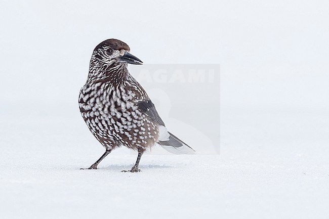 Spotted Nutcracker (Nucifraga caryocatactes) sitting in the snwo in  alpin forest of Switzerland. stock-image by Agami/Marcel Burkhardt,