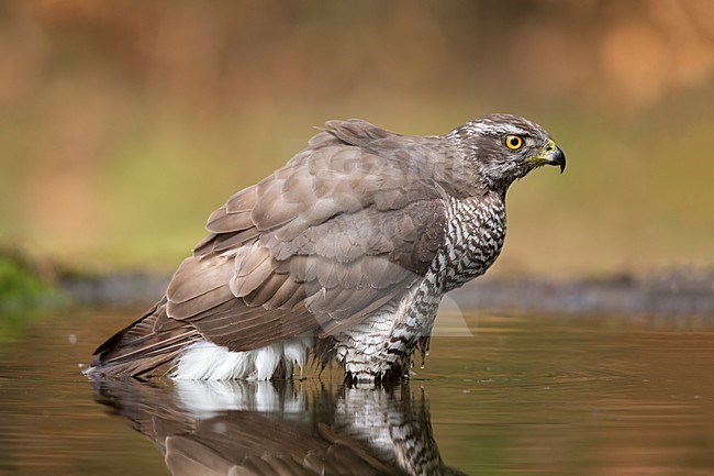 havik in het water; northern goshawk in water stock-image by Agami/Walter Soestbergen,