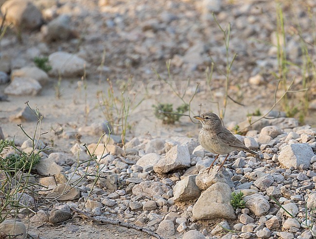 Desert Lark (Ammomanes deserti) in Iran. stock-image by Agami/Pete Morris,