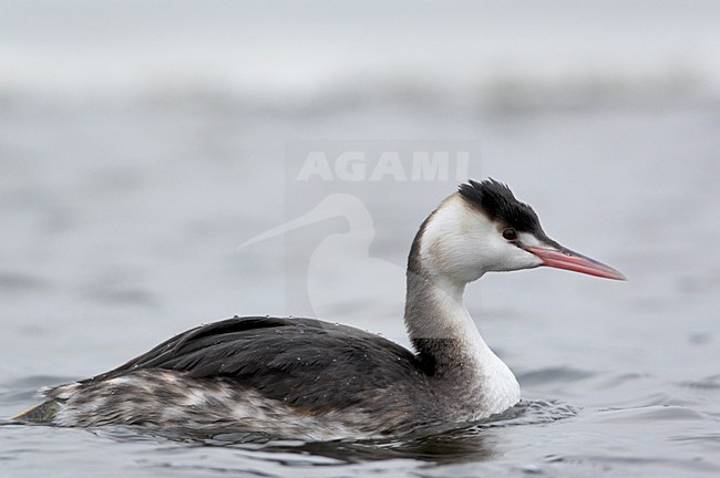 Fuut in winterkleed; Great Crested Grebes in winterplumage stock-image by Agami/Markus Varesvuo,