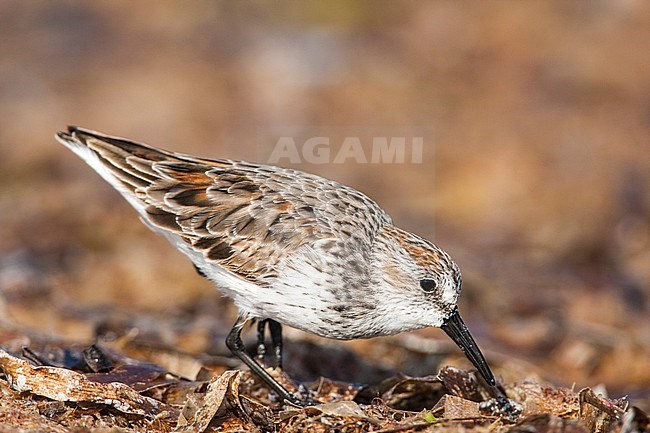 Adult Western Sandpiper stock-image by Agami/Wil Leurs,