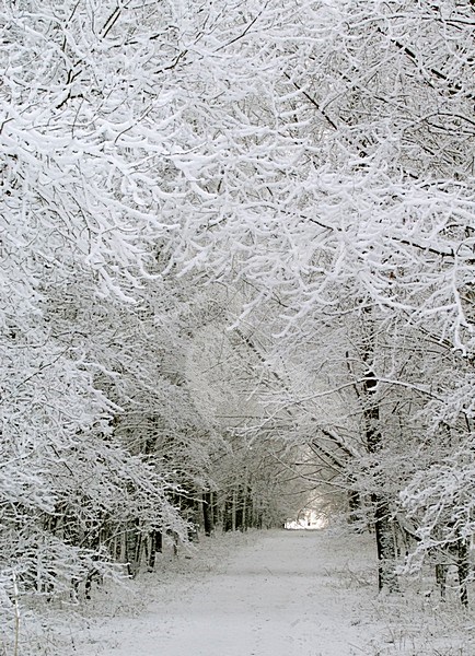 De Elzen in de winter; De Elzen in winter stock-image by Agami/Hans Gebuis,