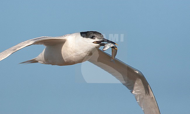 Closeup of an adult Sandwich Tern (Sterna sandvicensis) with a fish in it’s bill flying towards the colony on Wadden island Texel in the Netherlands. stock-image by Agami/Marc Guyt,