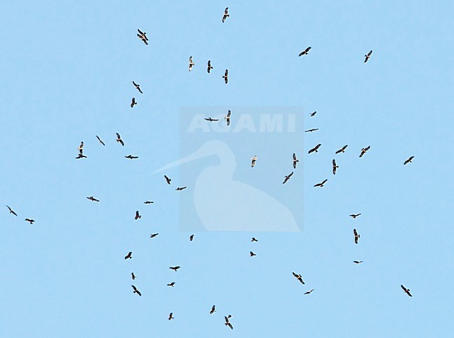Groep Zwarte Wouwen in de vlucht; Group of Black Kites in flight stock-image by Agami/Markus Varesvuo,