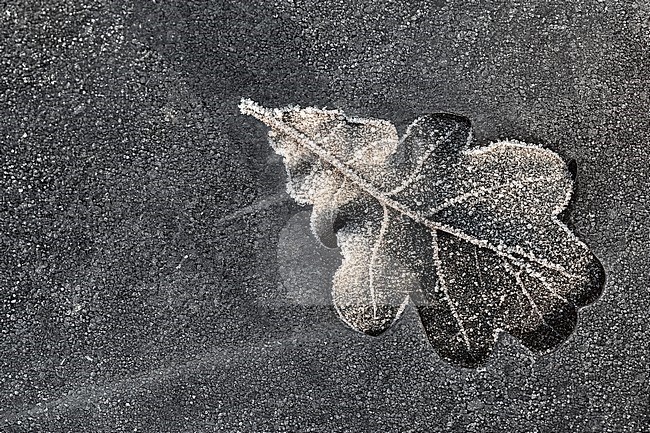 Eikenblad op ijs, Oak leaf on ice stock-image by Agami/Wil Leurs,