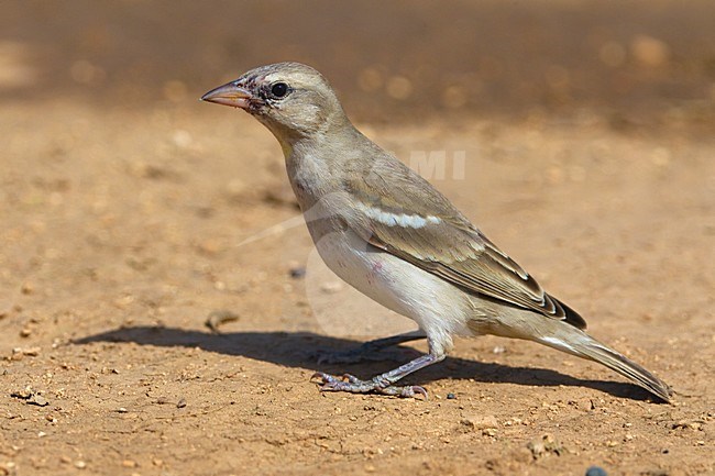 Geelhalsmus zittend; Chestnut-shouldered Petronia perched stock-image by Agami/Daniele Occhiato,