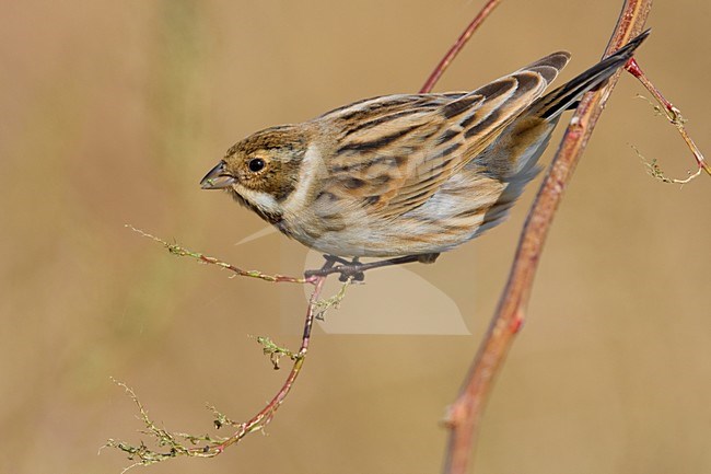 Onvolwassen Rietgors; Immature Common Reed Bunting stock-image by Agami/Daniele Occhiato,