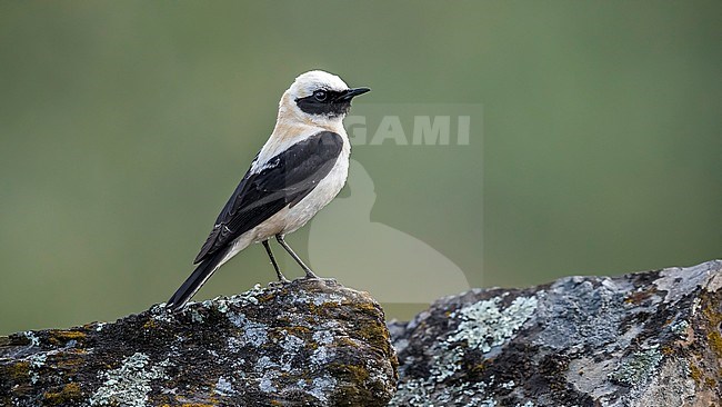 Adult male Western Black-eared Wheatear perched on a wall in Montehermoso, Extremadura, Spain. May 20, 2018. stock-image by Agami/Vincent Legrand,