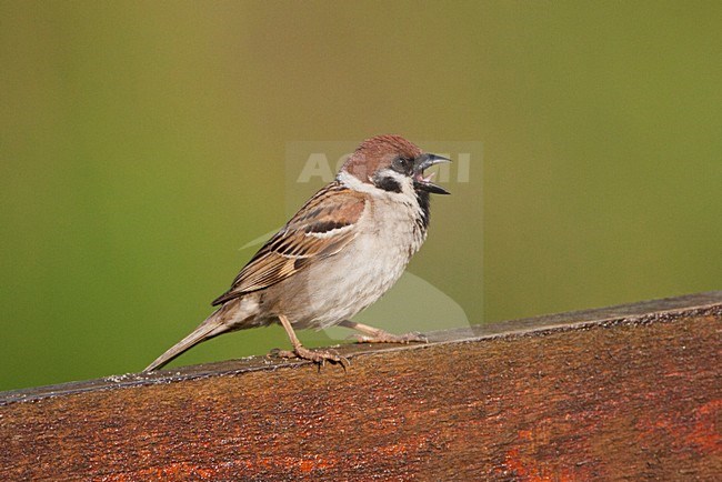 Ringmus, Eurasian Tree Sparrow, Passer montanus stock-image by Agami/Marc Guyt,