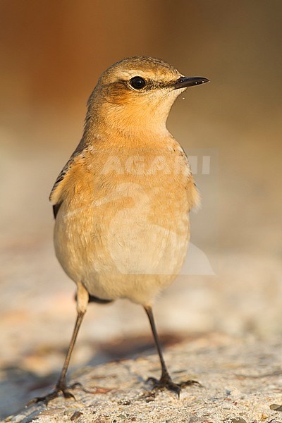 Northern Wheatear - Steinschmätzer - Oenanthe oenanthe, Germany stock-image by Agami/Ralph Martin,