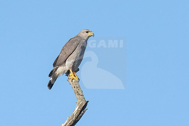 Adult
Nuevo Leon, Mexico
May 2022 stock-image by Agami/Brian E Small,