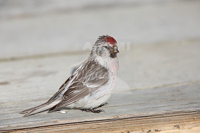 Witstuitbarmsijs in de tuin; Arctic Redpoll in the garden stock-image by Agami/Chris van Rijswijk,