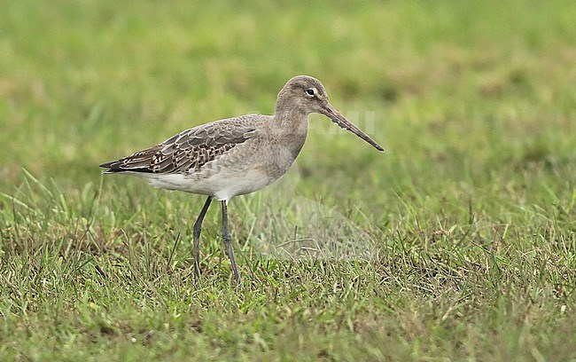 Icelandic Black-tailed Godwit, Limosa limosa islandica, first winter standing, seen from the side. stock-image by Agami/Fred Visscher,