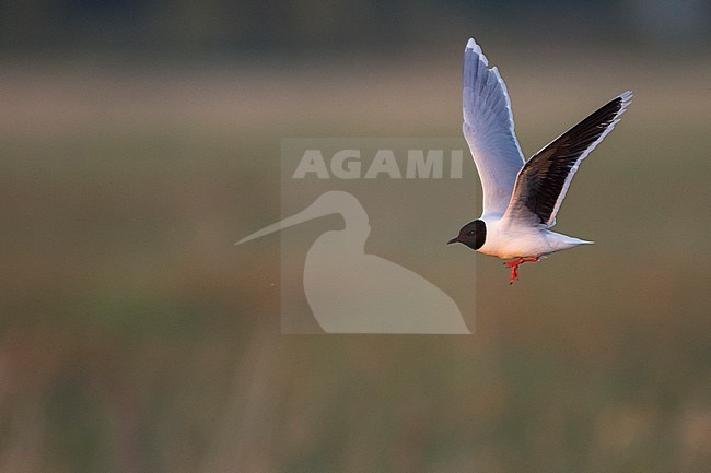 Dwergmeeuw, Little Gull, Hydrocoloeus minutus, Russia (Tscheljabinsk), adult stock-image by Agami/Ralph Martin,