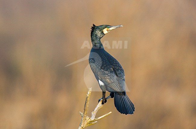 Volwassen Aalscholver zittend op tak; Adult Great Cormorant perched on branch stock-image by Agami/Menno van Duijn,