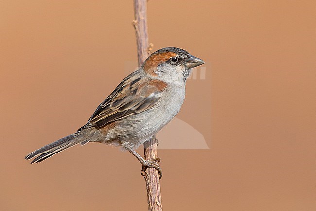 Iago Sparrow, Male, Santiago, Cape Verde (Passer iagoensis) stock-image by Agami/Saverio Gatto,