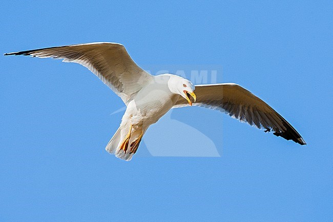 Adult Yellow-legged Gull (Larus michahellis michahellis) in flight against a bright blue sky on Lesvos, Greece. Seen from below. stock-image by Agami/Marc Guyt,