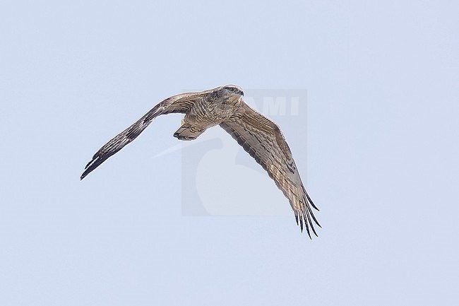 Female Crested Honey Buizzard (Pernis ptilorhyncus) flying over Abşeron Milli Parkı-Absheron National Park , Azerbijan. stock-image by Agami/Vincent Legrand,