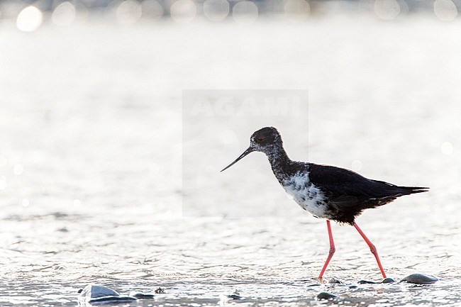 Immature Black Stilt (Himantopus novaezelandiae) with backlight foraging in a river in the Glentanner area, South Island, New Zealand. A Critically Endangered species of bird endemic to New Zealand stock-image by Agami/Marc Guyt,