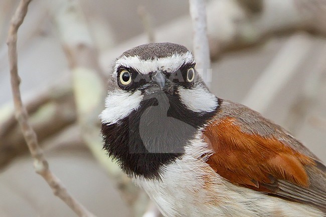 Male Red-shouldered Vanga (Calicalicus rufocarpalis) an endemic to south-west Madagascar. stock-image by Agami/Dubi Shapiro,
