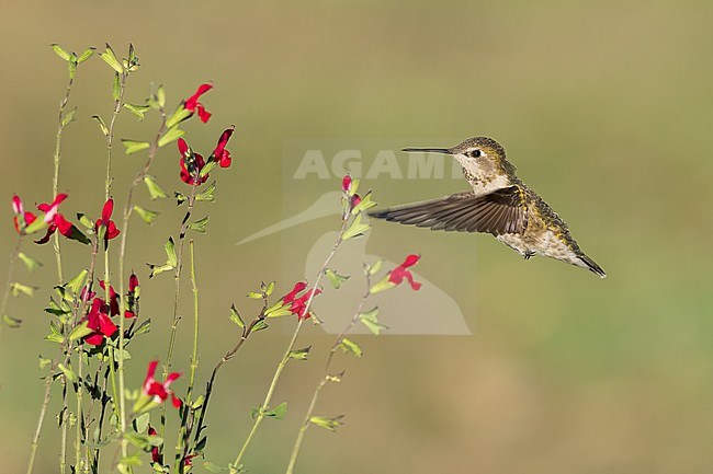 Adult female
Santa Barbara Co., CA
November 2021 stock-image by Agami/Brian E Small,